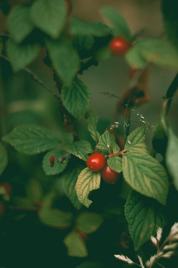 Обои