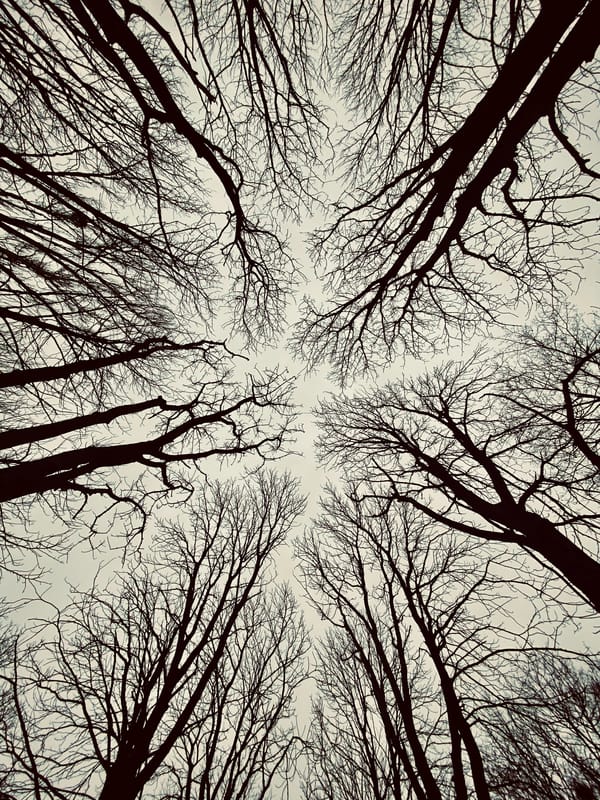 Обои