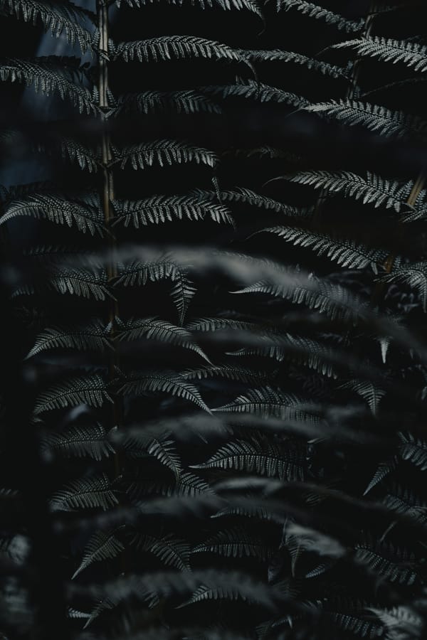 Обои