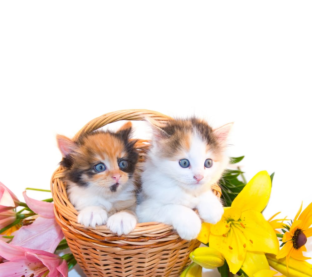 Обои
