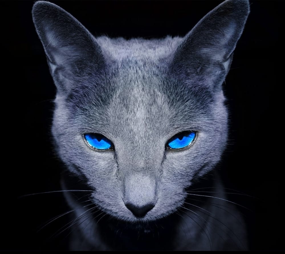Обои