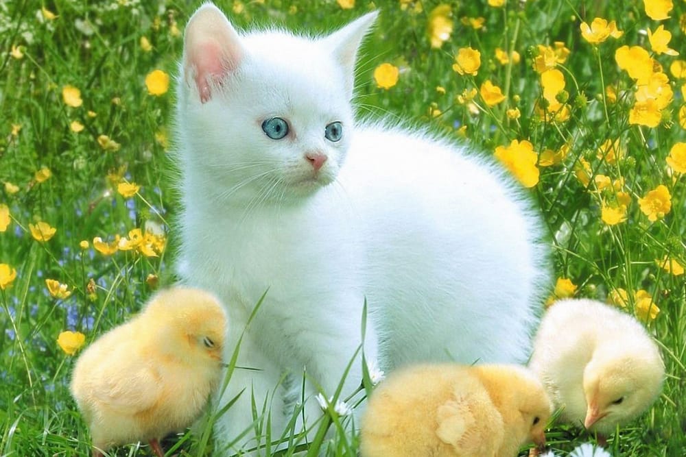 Обои