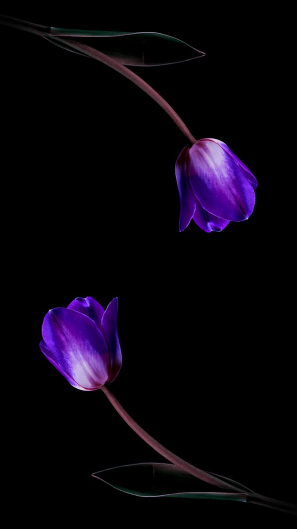 Обои