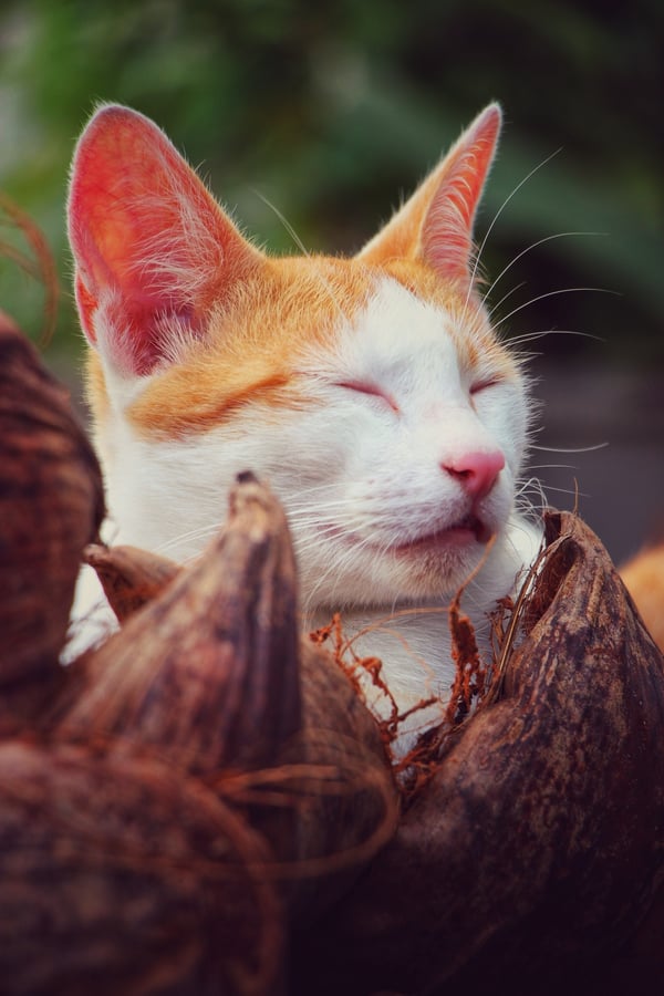 Обои