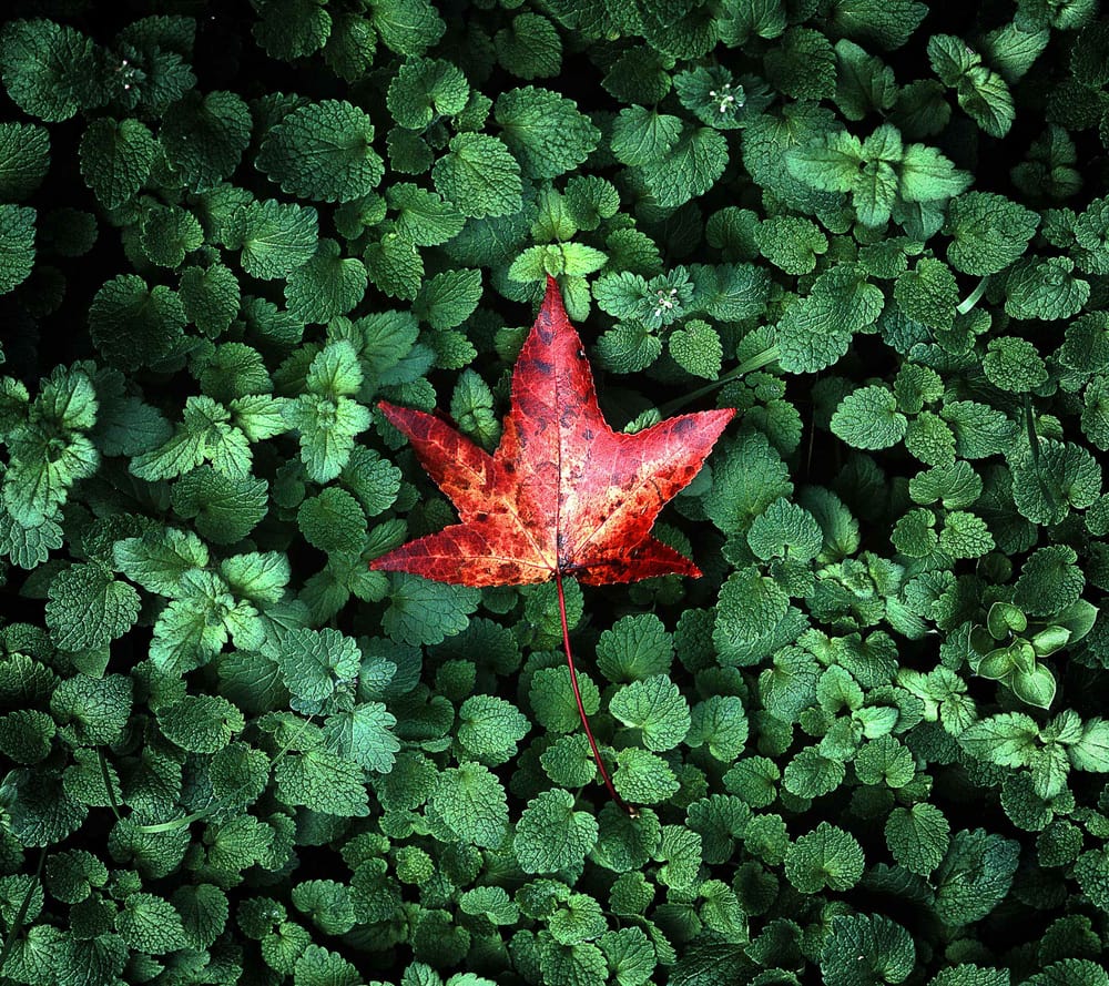 Обои