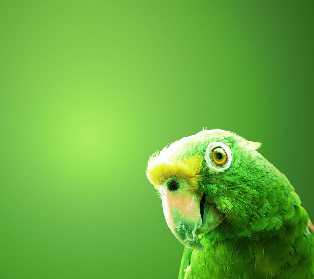 Обои