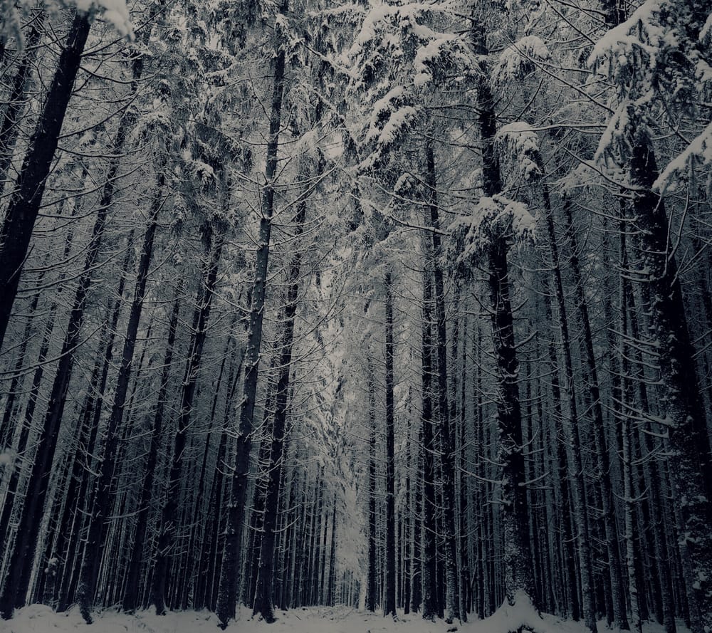 Обои
