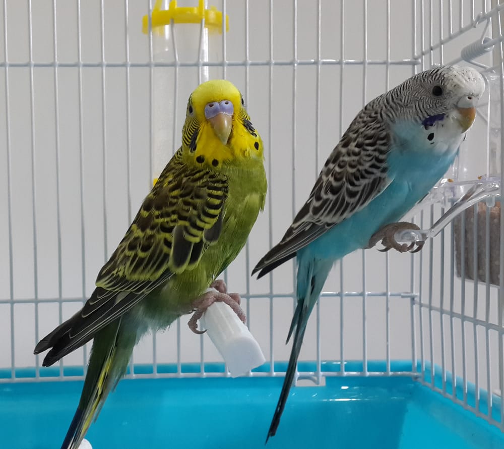 Обои