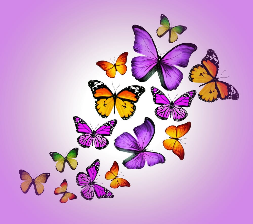 Обои