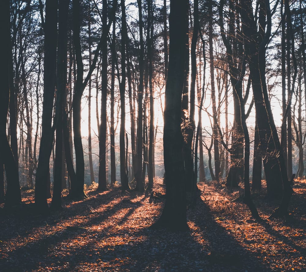 Обои