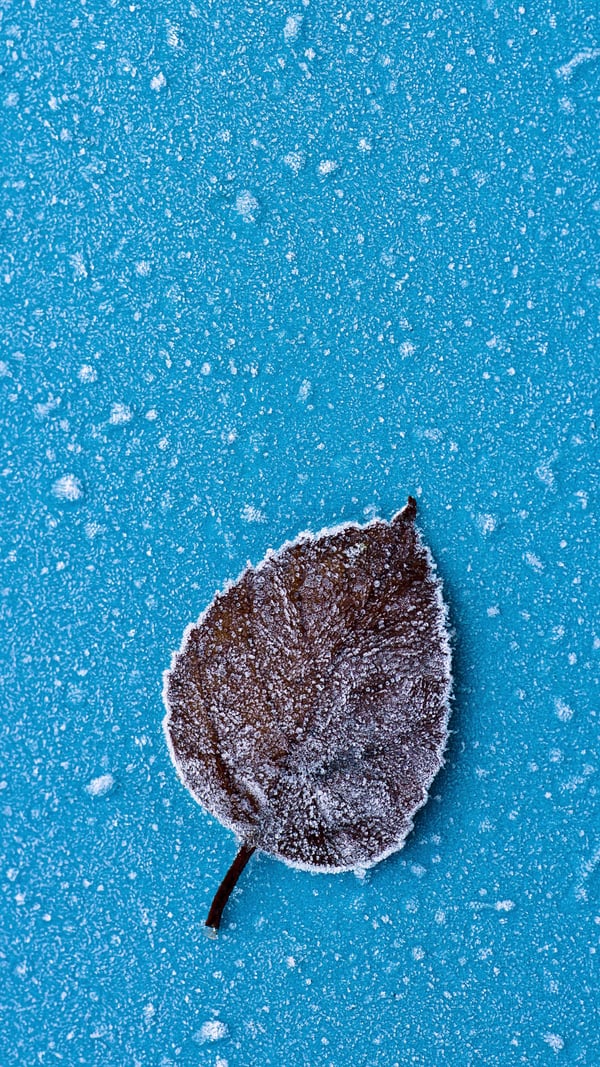 Обои