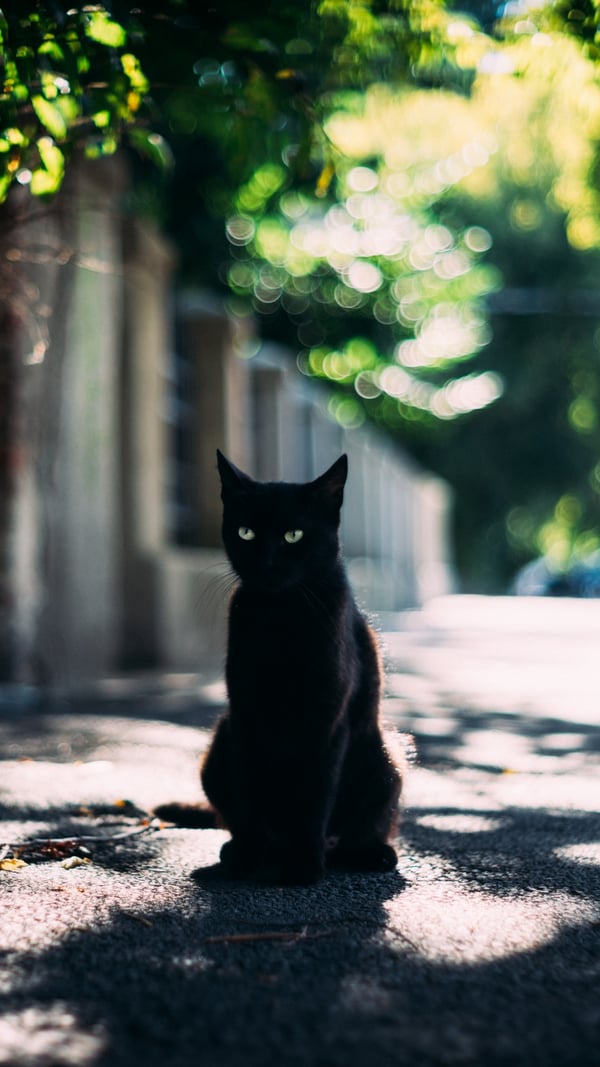 Обои