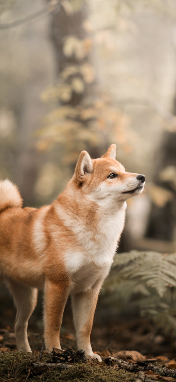Обои
