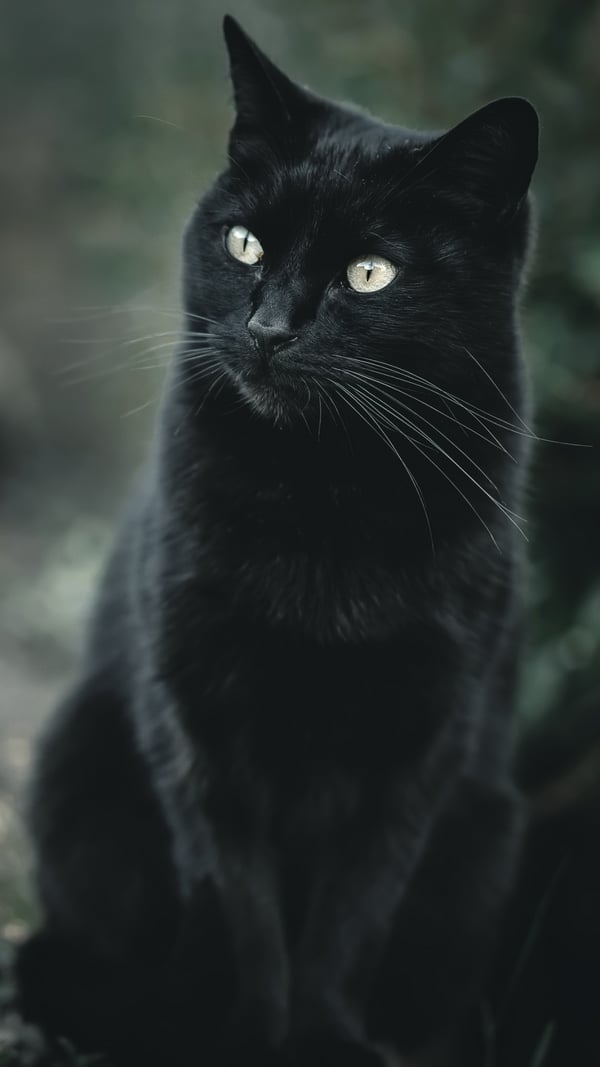 Обои