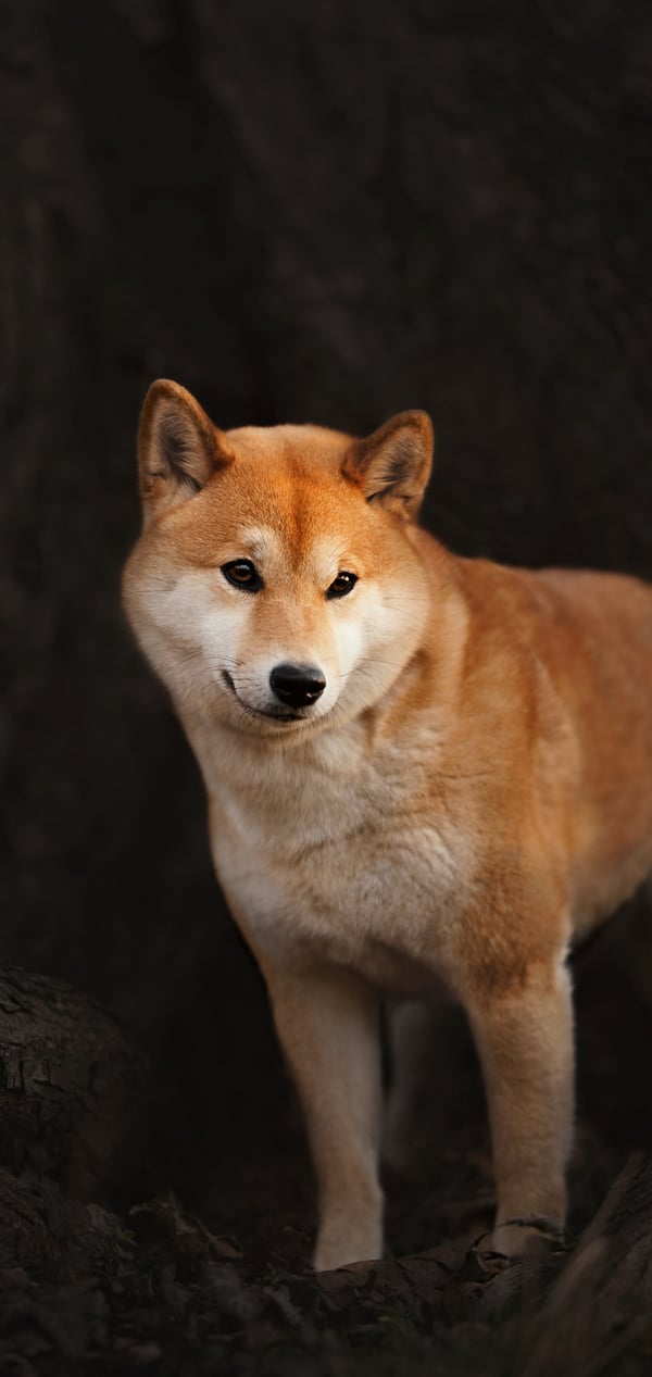 Обои