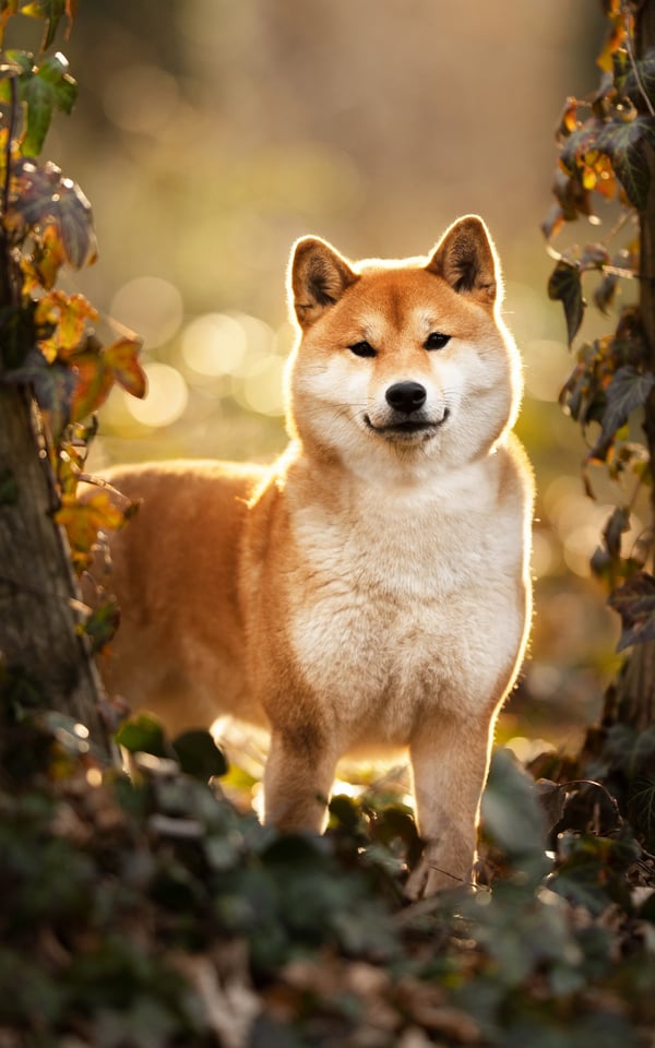 Обои