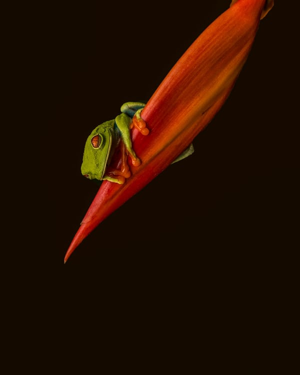Обои