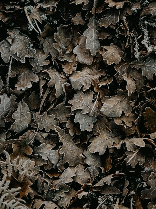 Обои