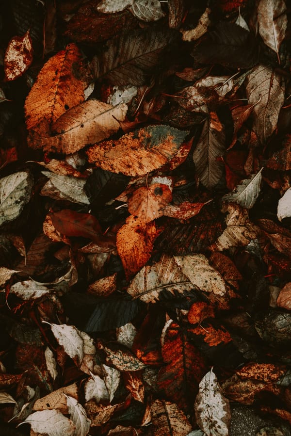 Обои