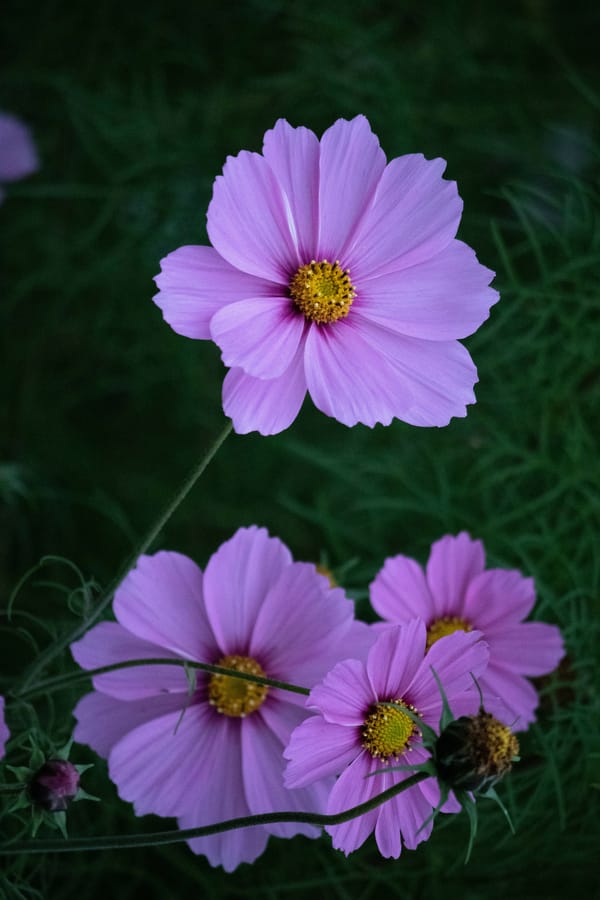 Обои: космея, цветок, лепестки