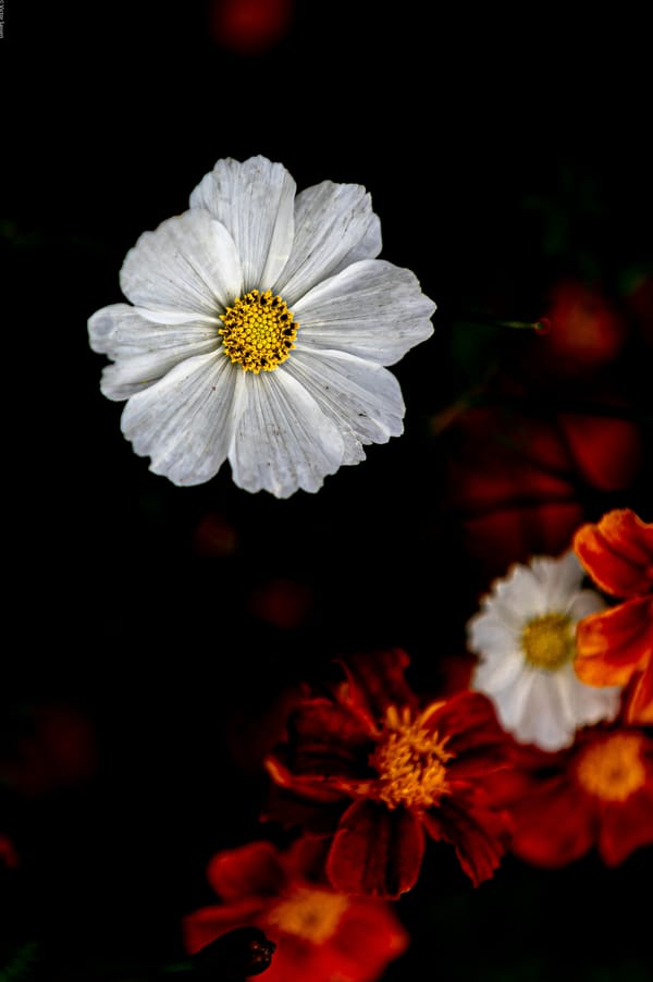 Картинка на рабочий стол: космея, цветок, лепестки