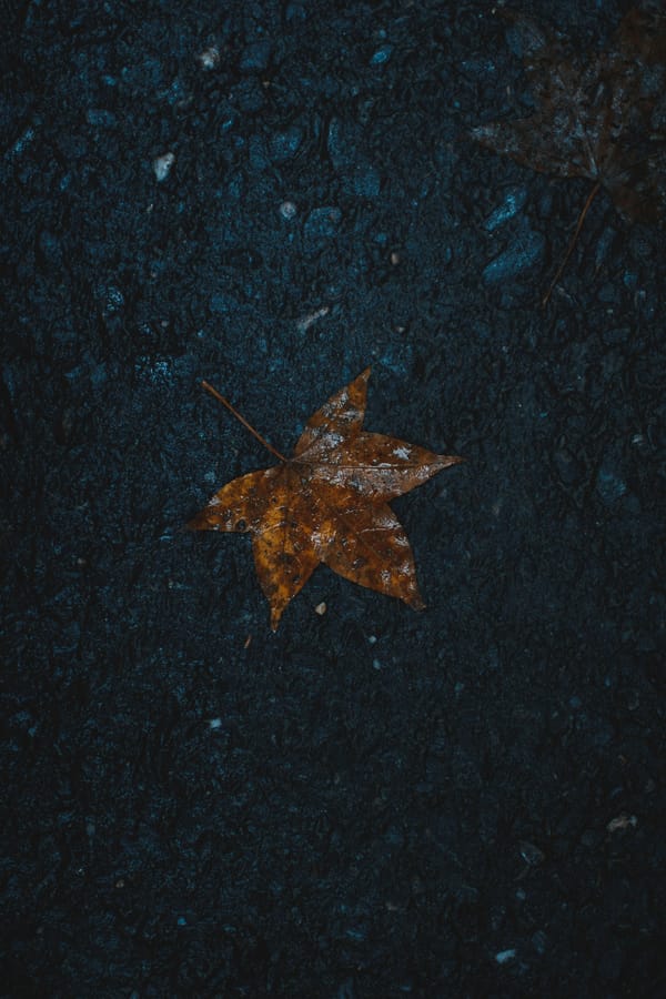 Обои