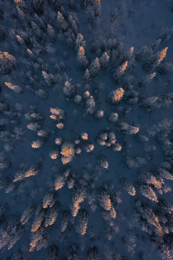 Обои