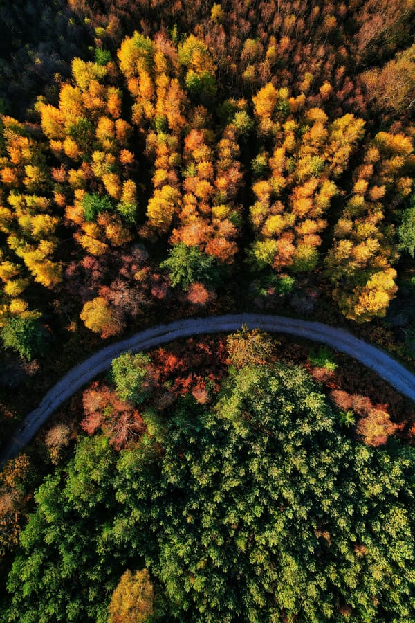 Обои