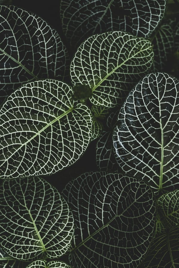Обои