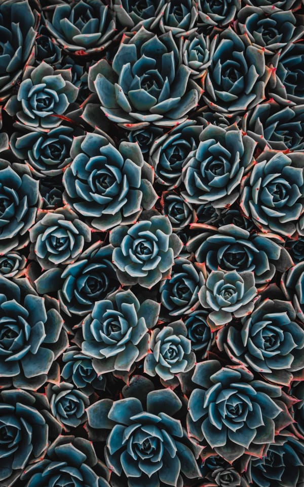 Обои для рабочего стола: бирюзовые цветы, эхеверия, 5к, цветущее растение