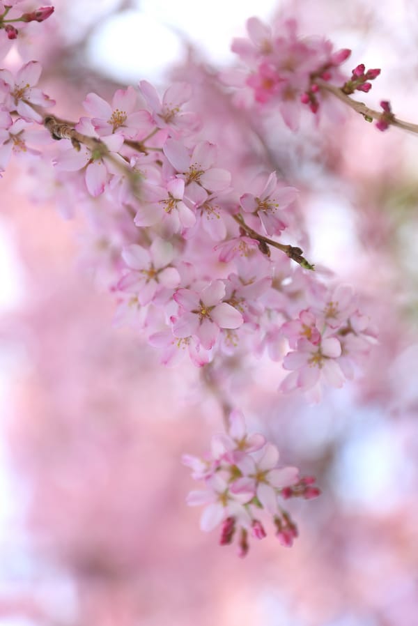 Обои: весна, сакура, вишня, ветка