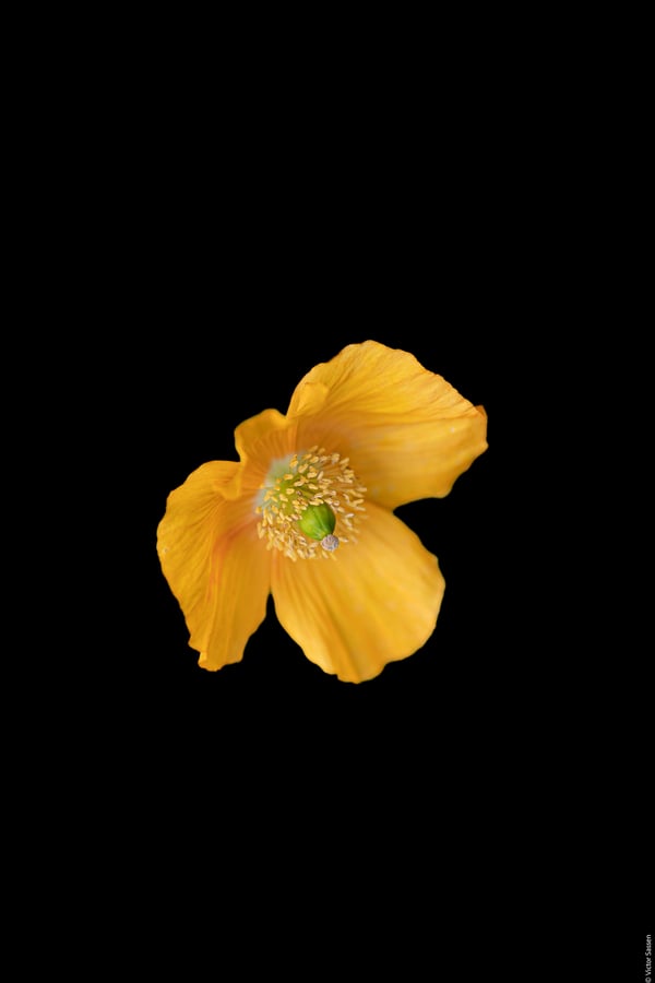 Обои