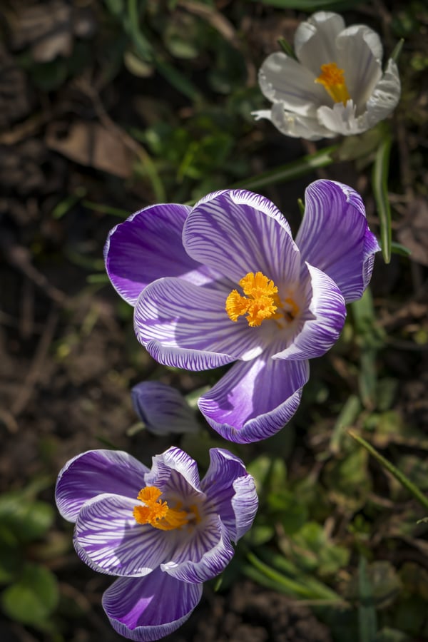 Картинка: шафран, цветок, лепестки