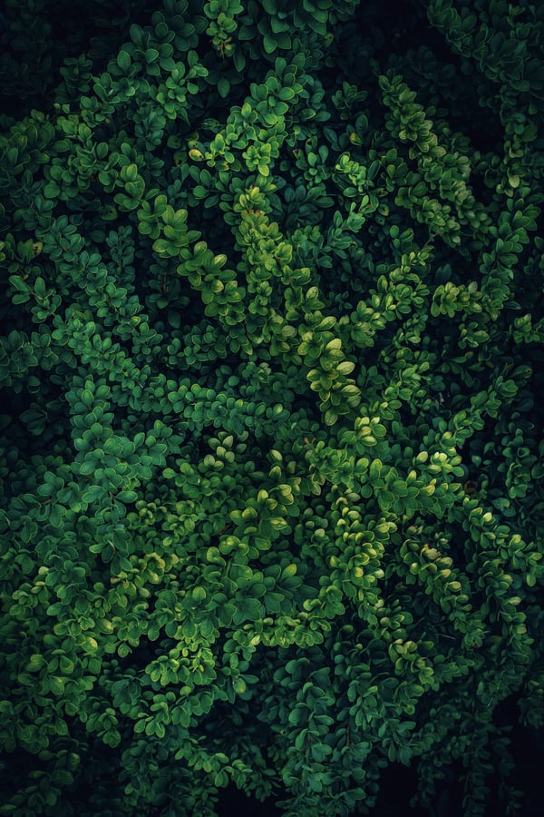 Обои