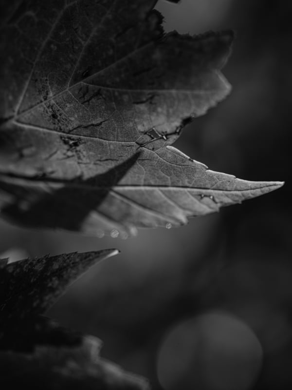 Обои