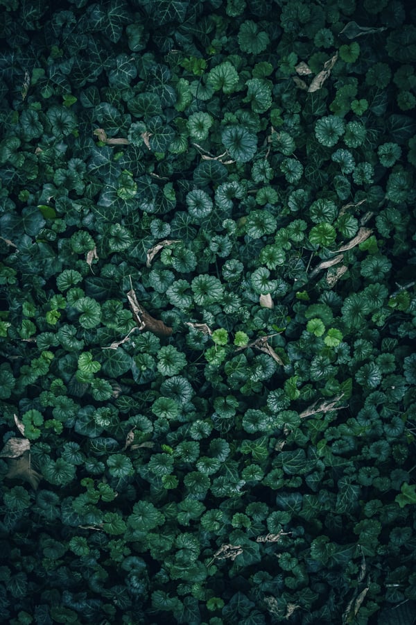 Обои