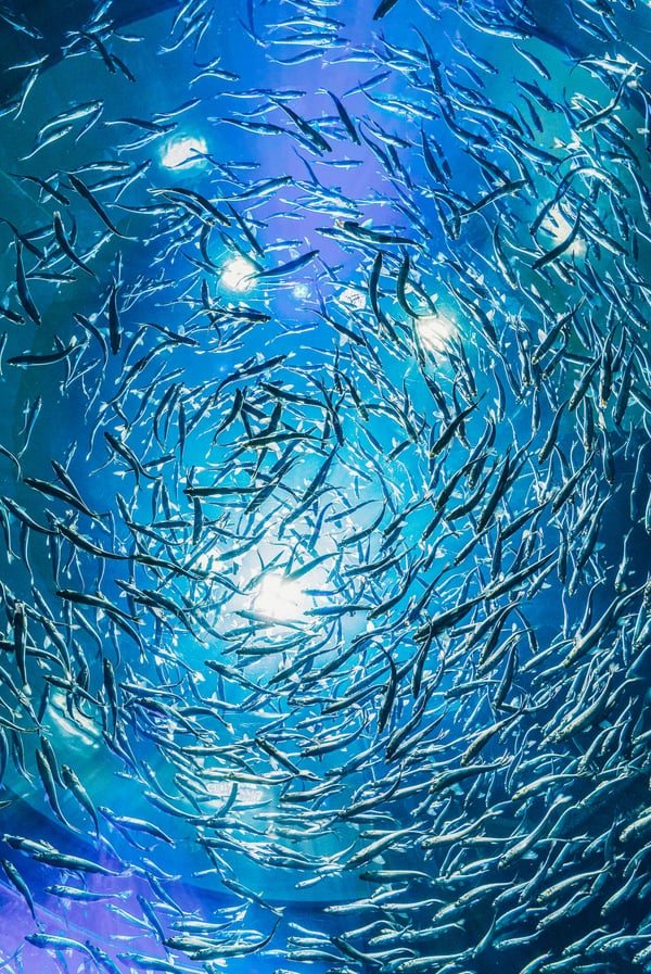 Обои