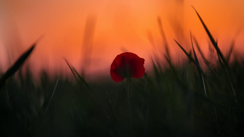 Обои
