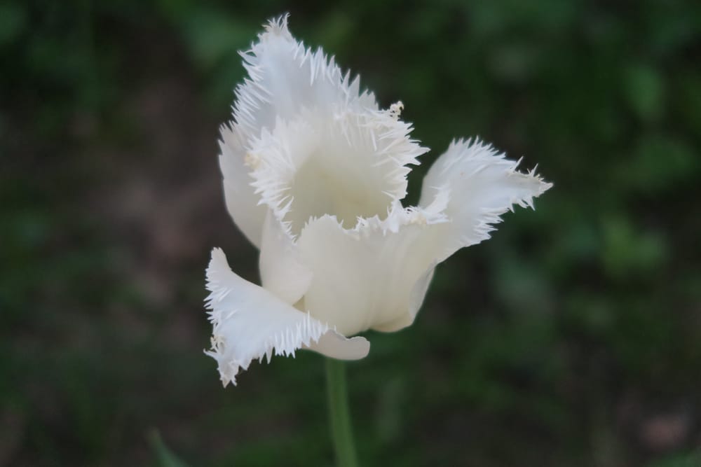 Обои