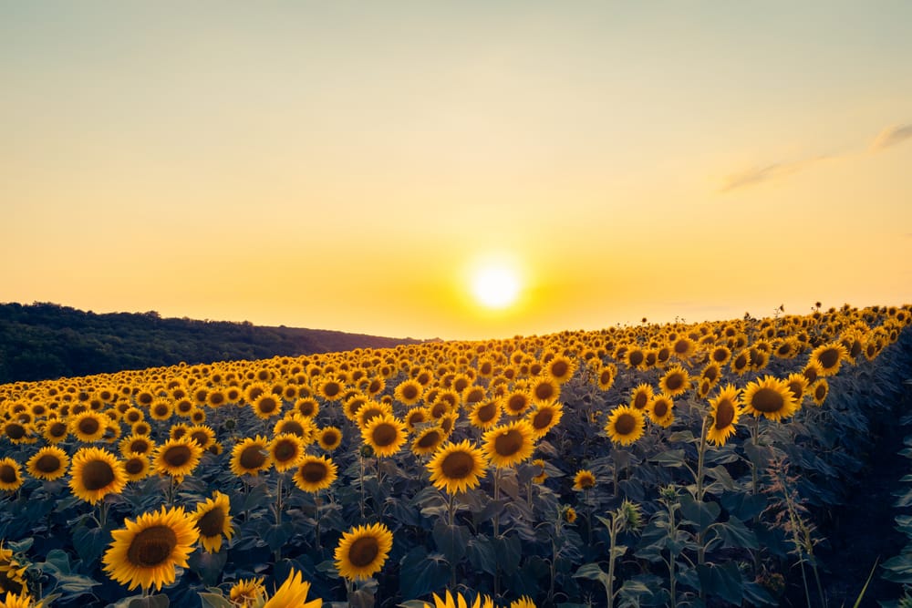 Обои
