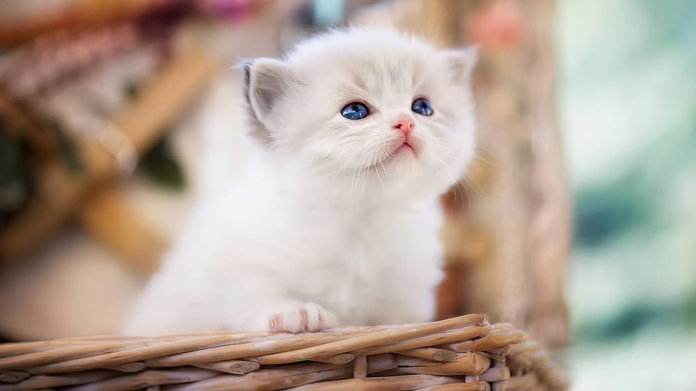 Обои