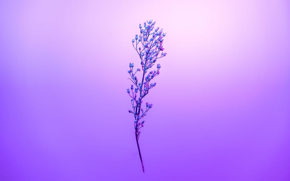 Обои