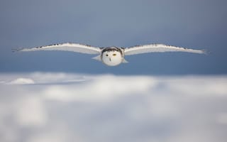Картинка белая сова