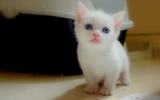 Картинка голубоглазый кот