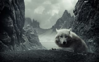 Картинка таинственный волк