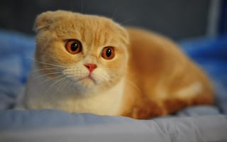 Картинка шотландский вислоухий кот