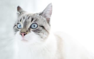 Картинка удивленный кот