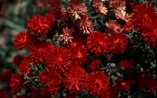 Картинка красные хризантемы