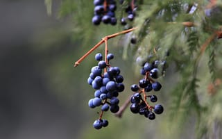 Картинка домашний виноград