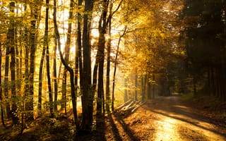 Картинка дорога в желтых листьях